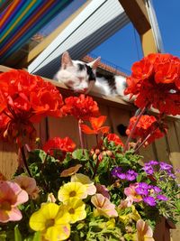 View of cat with flowers