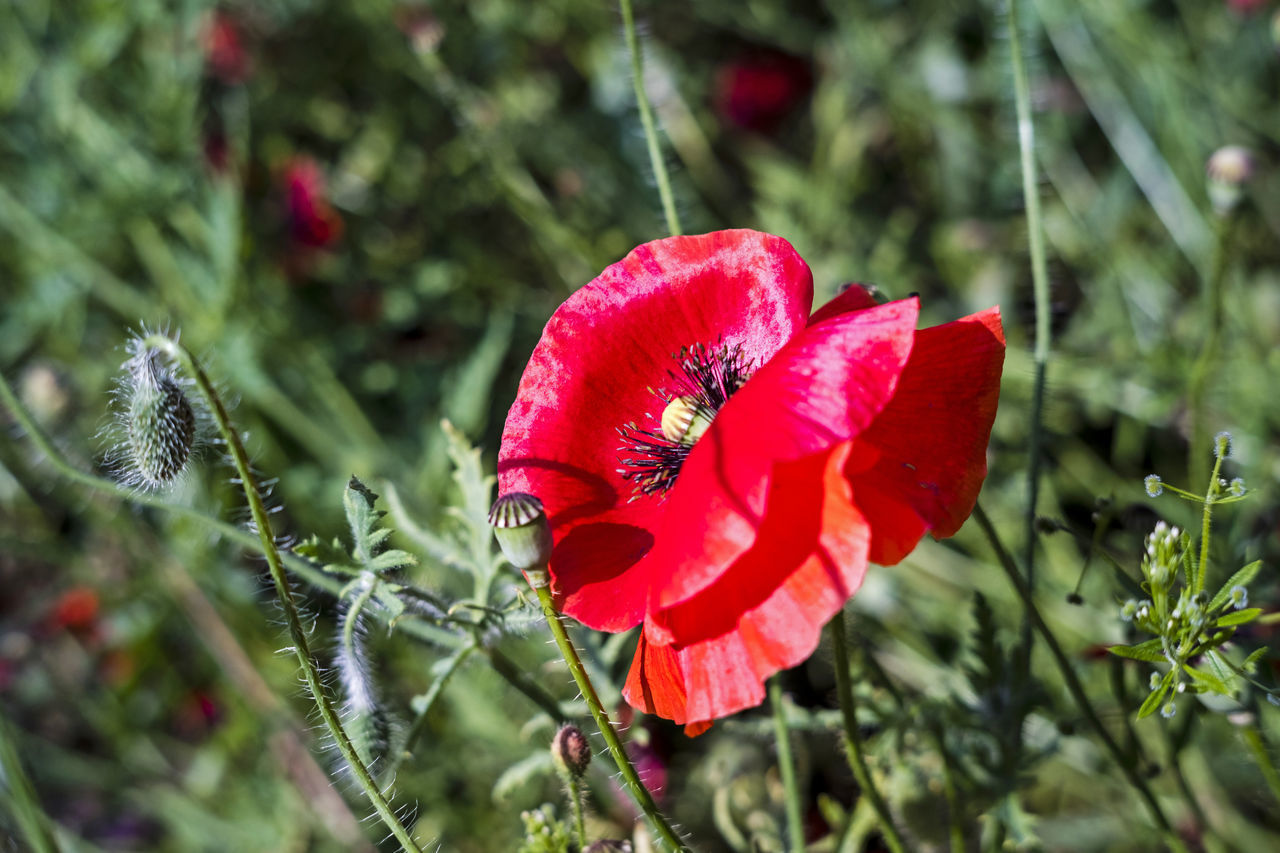 CLOSE-UP OF RED POPPY ON PLANT