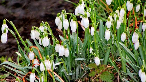 Close-up of white flowers growing in field