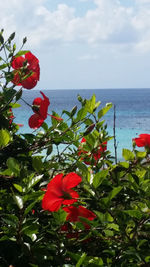 Red flowering plant by sea against sky