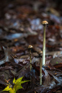 Mushrooms growing amidst leaves on field during rainy season