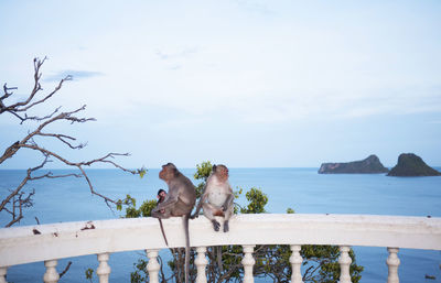 Monkey sitting on railing by sea against sky