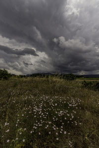 Scenic view of field against sky