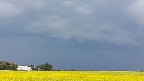 Scenic view of field against sky
