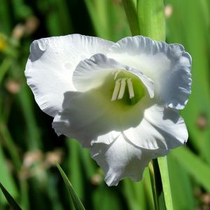 Close-up of white flower