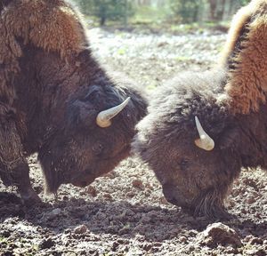 Fight between two bisons