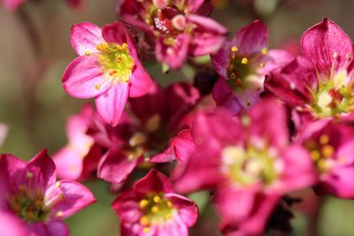 Close-up of pink flowers blooming outdoors