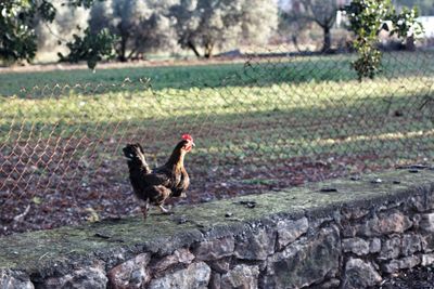 Side view of a bird on land