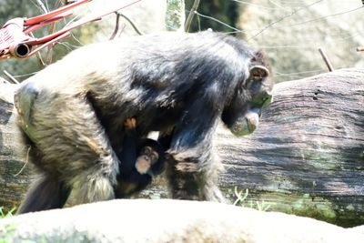 Close-up of a monkey
