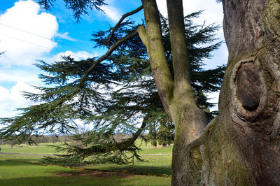 Trees on grassy field