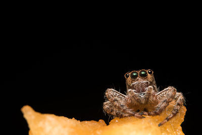 Close-up of spider in the dark