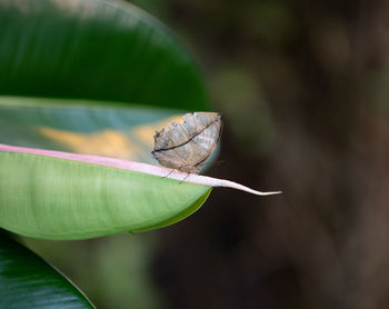 Close-up of butterfly on leaves