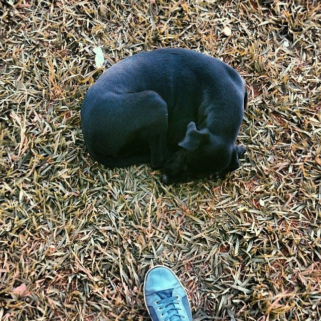 shoe, high angle view, animal themes, grass, field, low section, personal perspective, person, one animal, footwear, standing, unrecognizable person, grassy, directly above, domestic animals, pair, part of