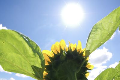 Close-up of sunflower against sky