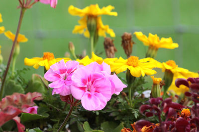 Close-up of pink flowering plants