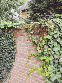 Ivy growing on wall of building