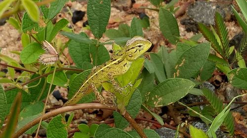 Close-up of lizard on tree