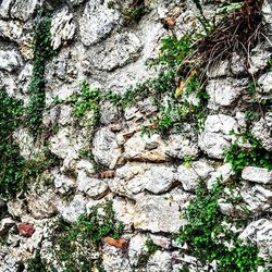 Plants growing on rocks