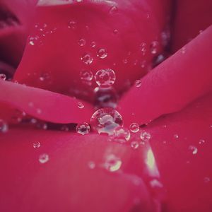 Close-up of wet red flower