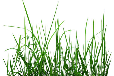 Close-up of grass on field against sky