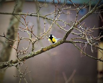 Close-up of bird perching on branch