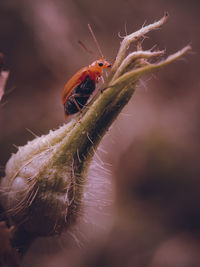 Close-up of insect on plant