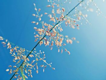 Low angle view of flowers blooming on tree