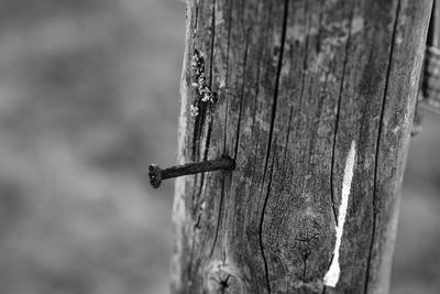 Close-up of old wooden post on tree trunk