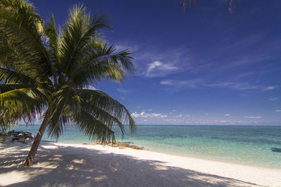 Palm trees on beach against blue sky