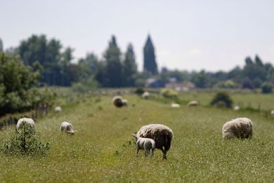 Tilt-shift image of sheep on grassy field against sky during sunny day