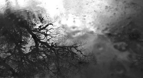 Close-up of bare tree during rainy season