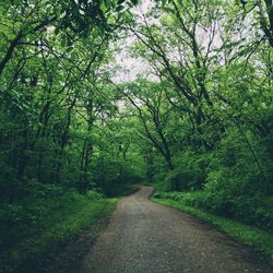 Road passing through forest