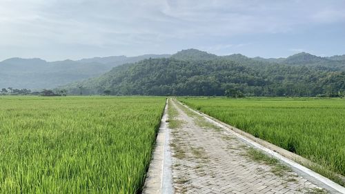 Vanishing point of road in the middle of rice field