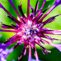 Close-up of purple flower