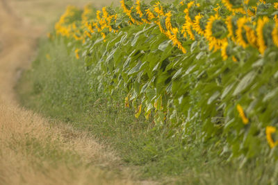 Close-up of yellow flowering plant on field