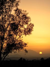 Silhouette tree against sky during sunset