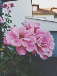 Close-up of pink flowers