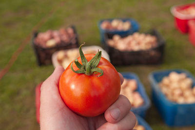 Cropped image of person holding apple