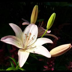 Close-up of day lily blooming outdoors