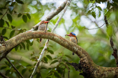 Low angle view of bird perching on branch