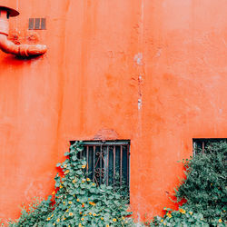 Plants on pink fashion concept. tropical green. pink wall canary island