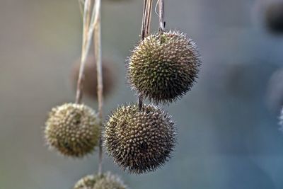 Close-up of spiky fruits hanging outdoors
