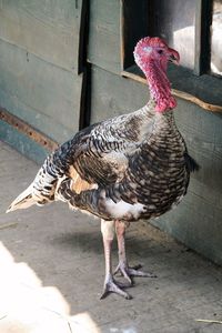 Full length of a bird on a footpath