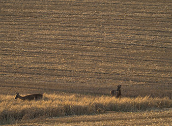 View of deer on field