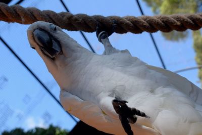 Low angle view of bird perching on pole against sky