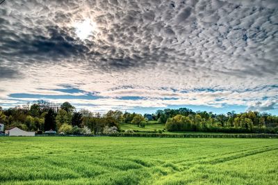 Scenic view of agricultural field against sky