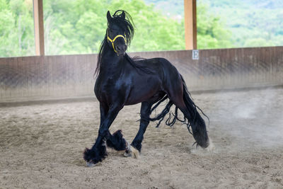 Horse running at ranch