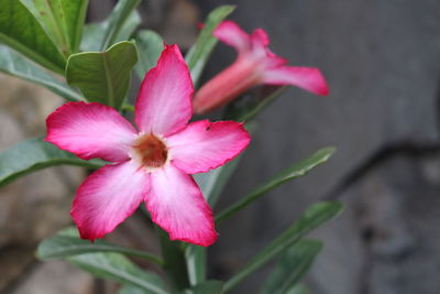 Close-up of pink flowering plant