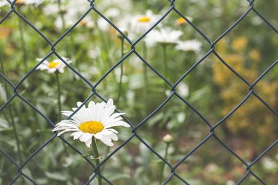 Close-up of white flower blooming on chainlink fence