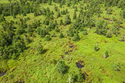 High angle view of green landscape